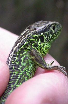 Sand Lizard