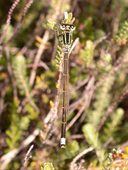 Scarce Blue-tailed Damselfly