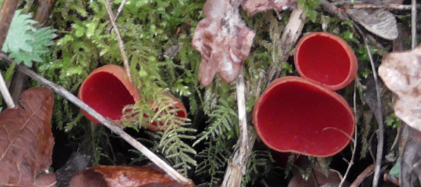 scarlet elf-cup