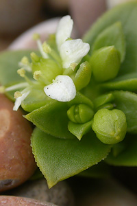 Sea Sandwort