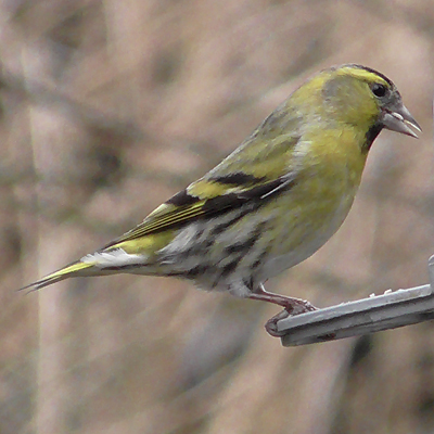 male siskin