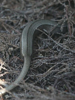 Slow-worm