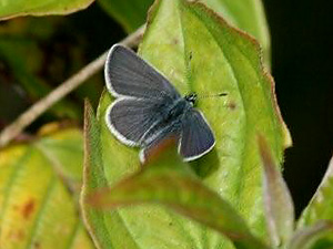 Small Blue