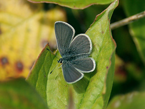 Small Blue