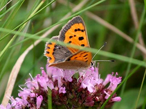 Small Copper on Marjoram