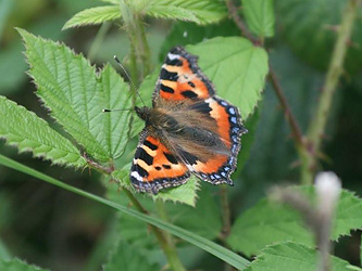 Small Tortoiseshell