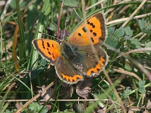 Small Copper