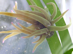 Snakelocks Anemone