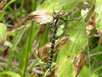 Southern Hawker