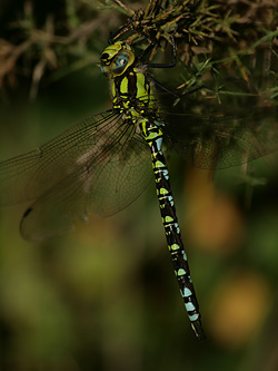 Southern Hawker