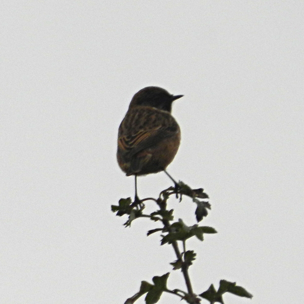 Stonechat