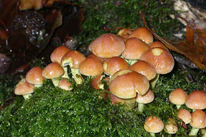 Sulphur Tuft,	Hypholoma fasciculare