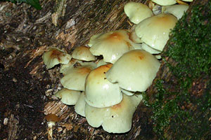 Sulphur Tuft,	Hypholoma fasciculare