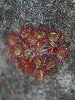 Round-leaved Sundew