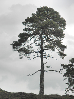 Scots Pine