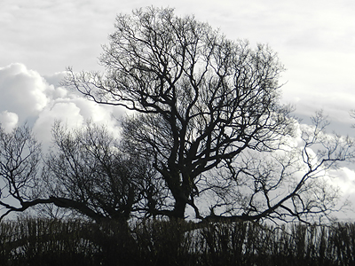 Winter trees at Toller Porcorum