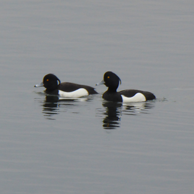 tufted ducks