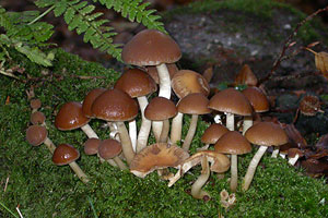 Tufted Brittlestem,	Psathyrella hydrophila