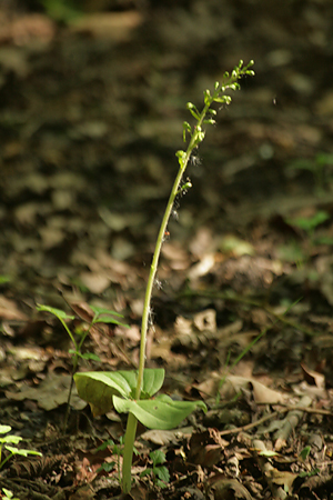 Twayblade