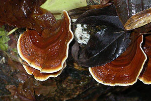 Varicoloured Bracket, Coriolus versicolor