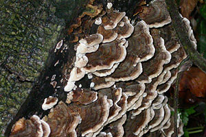 Varicoloured Bracket, Coriolus versicolor