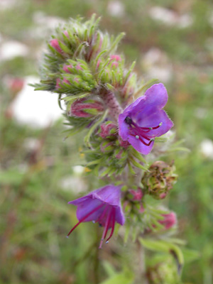 Viper's Bugloss