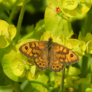 Wall Brown