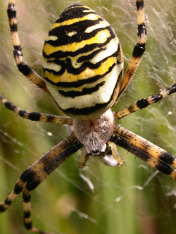 Wasp Spider