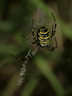 Wasp Spider