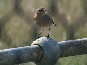 wheatear