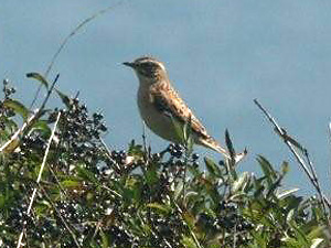 Whinchat