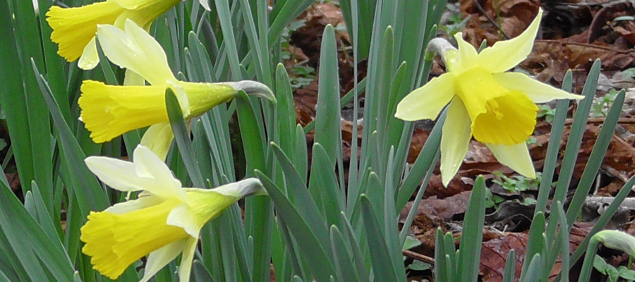 Wild Daffodils