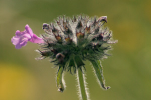 Wild Basil