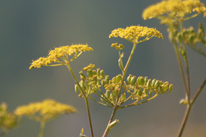 Wild Parsnip