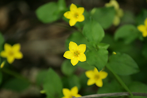 Yellow Pimpernel