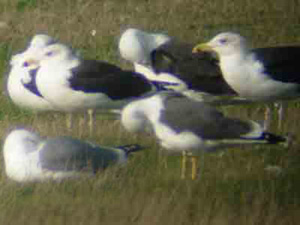 Yellow-legged Gull