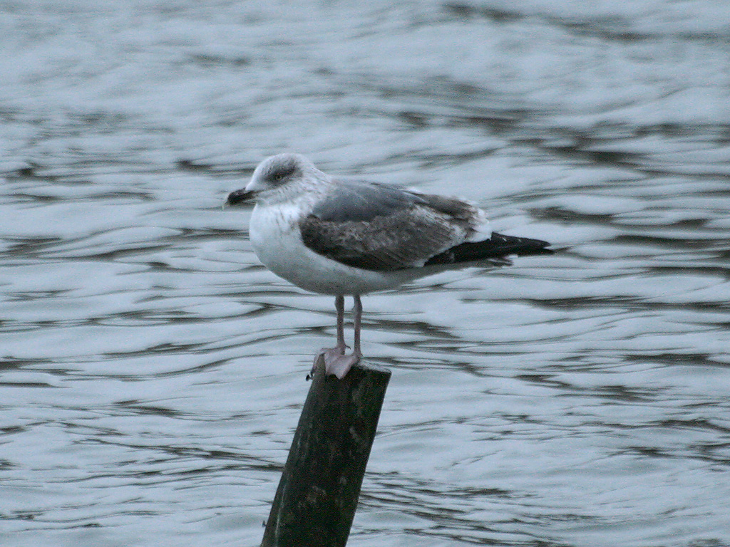 Second-winter Yellow-legged Gull