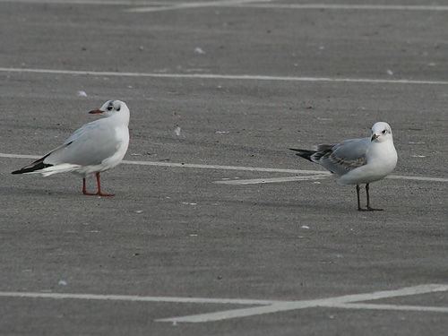 Mediterranean Gull